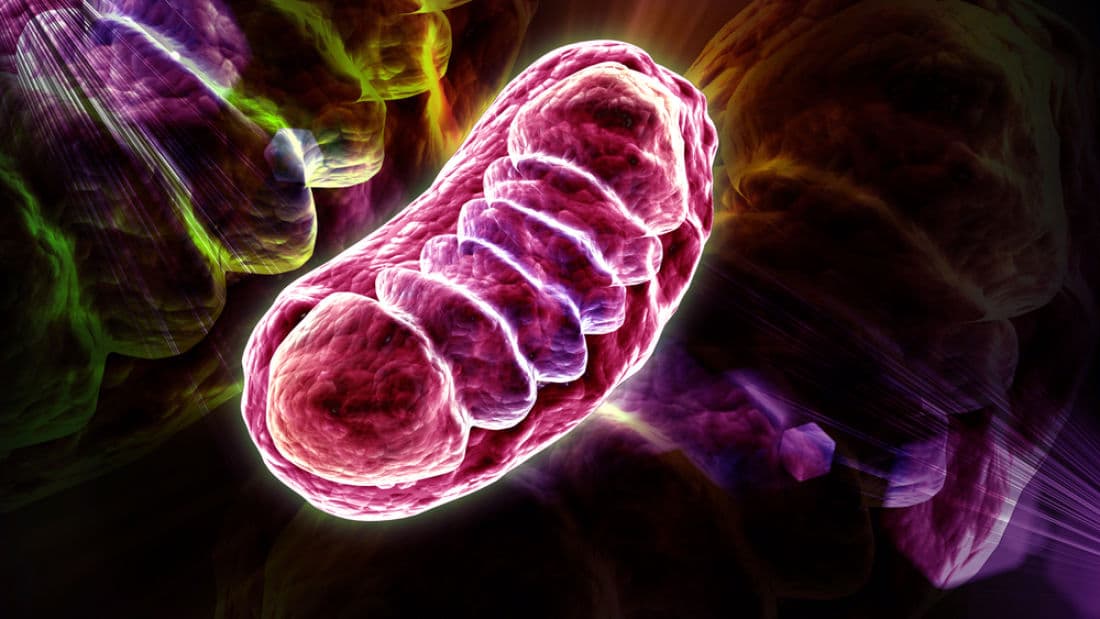 Mitochondria: The Hidden Powerhouses – Secrets to Energy, Longevity, and Health